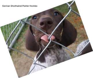 German Shorthaired Pointer \