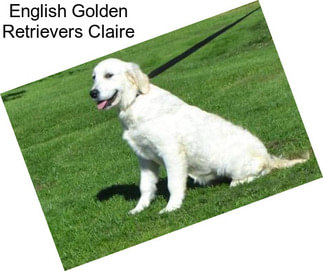 English Golden Retrievers Claire