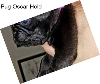 Pug Oscar Hold
