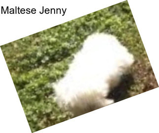 Maltese Jenny