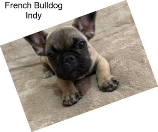French Bulldog Indy
