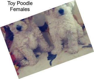 Toy Poodle Females