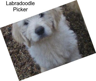 Labradoodle Picker