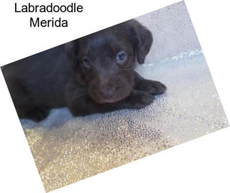 Labradoodle Merida