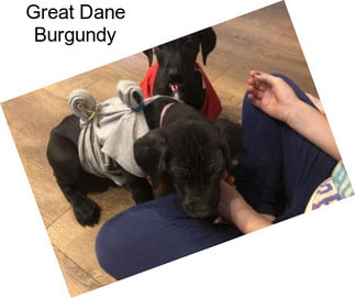 Great Dane Burgundy