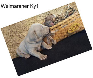 Weimaraner Ky1