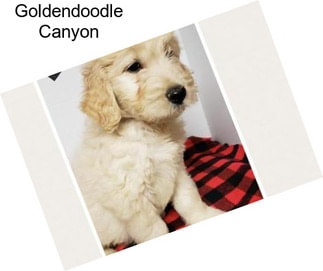 Goldendoodle Canyon