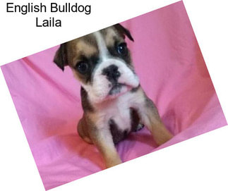 English Bulldog Laila
