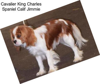 Cavalier King Charles Spaniel Calif Jimmie