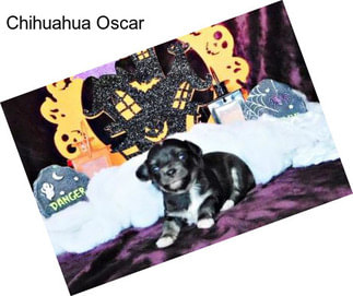 Chihuahua Oscar