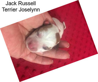 Jack Russell Terrier Joselynn