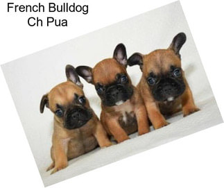 French Bulldog Ch Pua