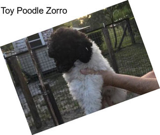 Toy Poodle Zorro