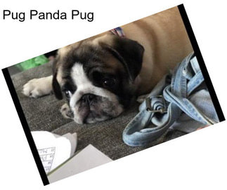 Pug Panda Pug