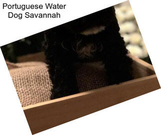 Portuguese Water Dog Savannah