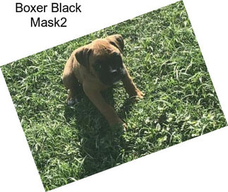 Boxer Black Mask2