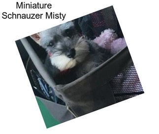 Miniature Schnauzer Misty