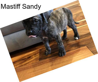 Mastiff Sandy