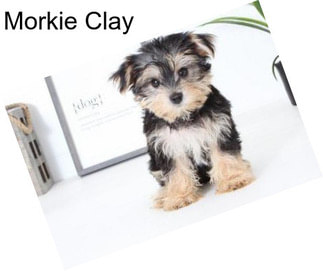 Morkie Clay