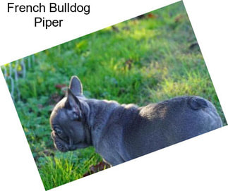 French Bulldog Piper