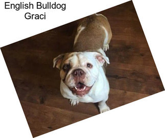 English Bulldog Graci