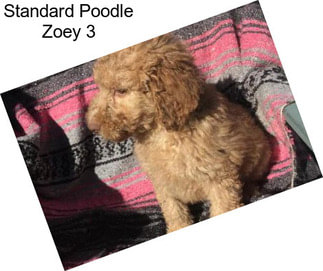 Standard Poodle Zoey 3