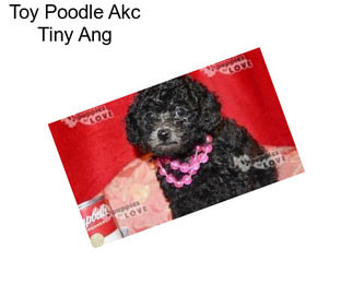 Toy Poodle Akc Tiny Ang