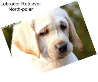 Labrador Retriever North-polar