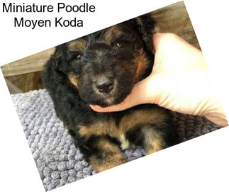 Miniature Poodle Moyen Koda