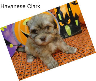 Havanese Clark