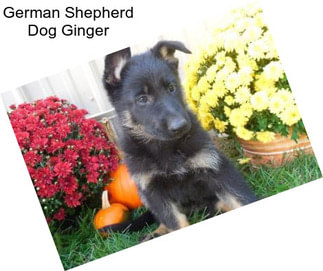 German Shepherd Dog Ginger