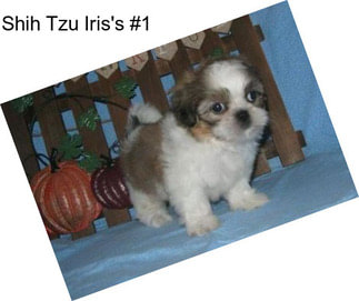 Shih Tzu Iris\'s #1