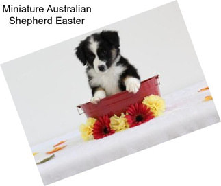 Miniature Australian Shepherd Easter