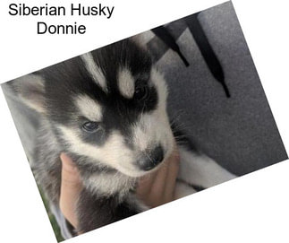 Siberian Husky Donnie