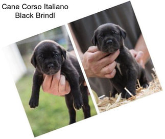 Cane Corso Italiano Black Brindl