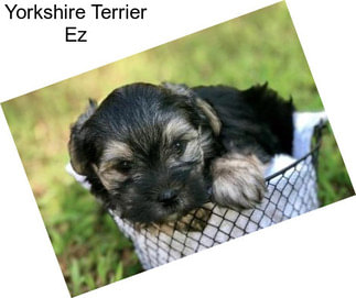 Yorkshire Terrier Ez