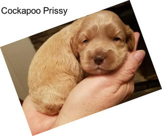 Cockapoo Prissy