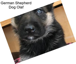 German Shepherd Dog Olaf