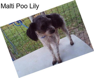 Malti Poo Lily