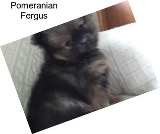 Pomeranian Fergus