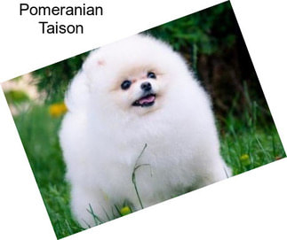 Pomeranian Taison