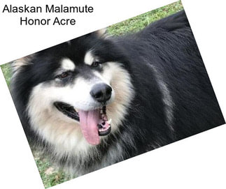 Alaskan Malamute Honor Acre