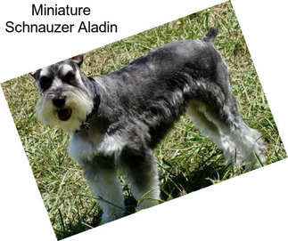 Miniature Schnauzer Aladin