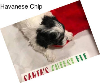 Havanese Chip