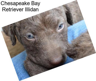 Chesapeake Bay Retriever Illidan