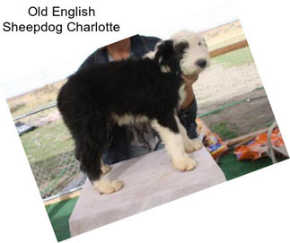 Old English Sheepdog Charlotte