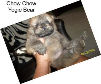 Chow Chow Yogie Bear