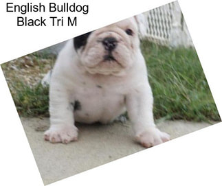 English Bulldog Black Tri M