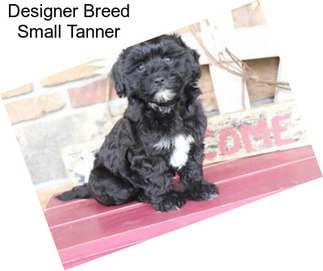 Designer Breed Small Tanner