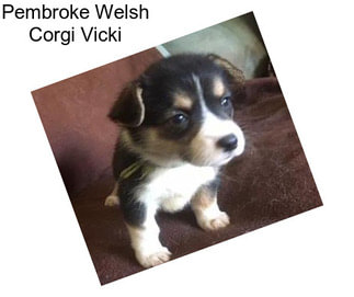 Pembroke Welsh Corgi Vicki